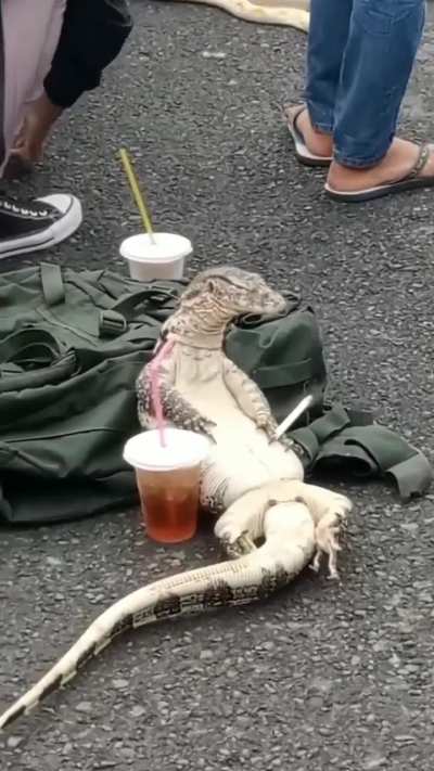 Lagarto y Peruano además