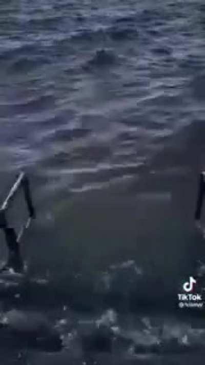 classic EA games💀