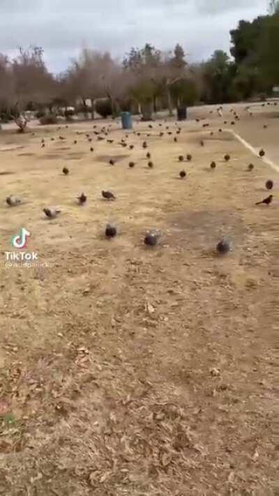 Just trying to have a picnic...