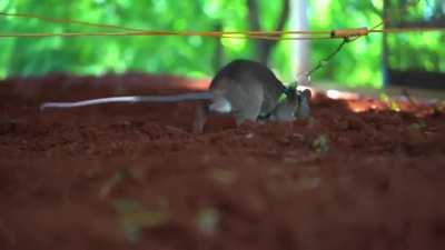 These are African Giant Pouched Rats. They help find landmines, re check samples for missed TB patients by smelling them. These are basically hero rats.