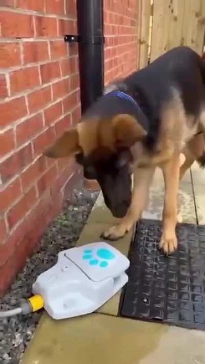 This outdoor water fountain for dogs