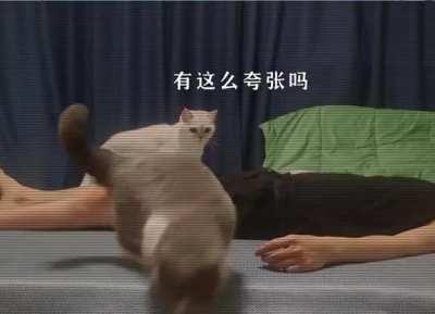 How many times is a kitten's olfactory sensitivity than a human? Don't forget to turn on the sound to watch.