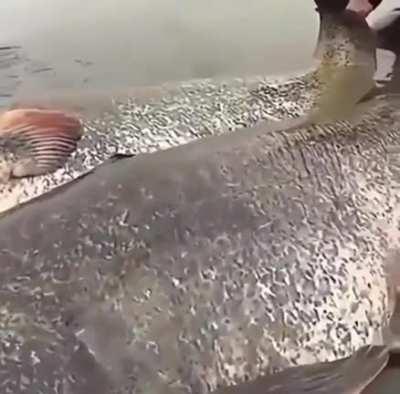 Those are HugE Catfish.