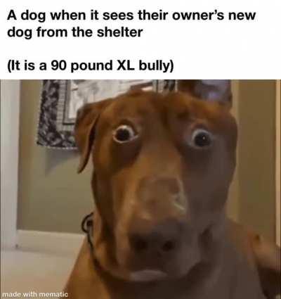 shelter dogs in a nutshell