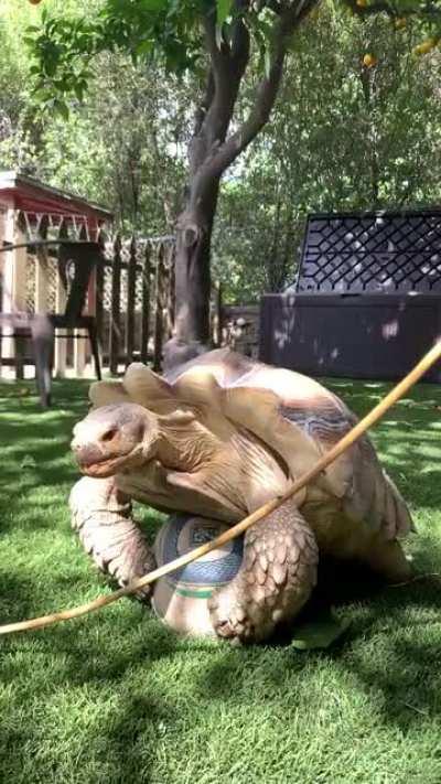 T-Bone showing his excitement for the 2022 World Cup!