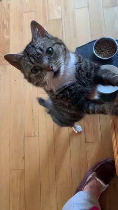 Hunger Squeaks (she already ate)