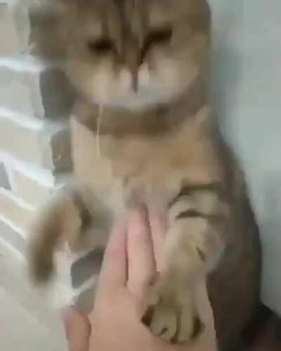 Kungfu Cat . Source - pinterest