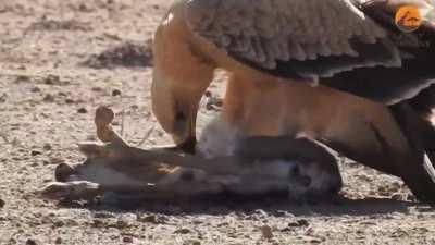A tawny eagle eating a baby Thomson’s gazelle alive
