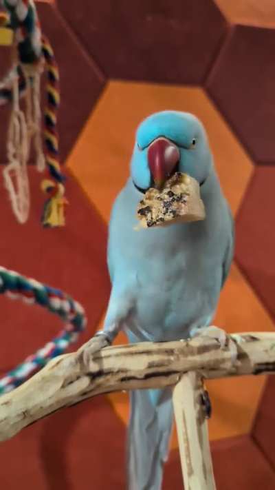 It's the treat dance