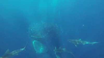 Even sharks fear what can arise from the depths