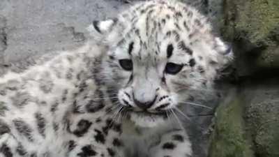 Snow leopard cub hisses then is sad
