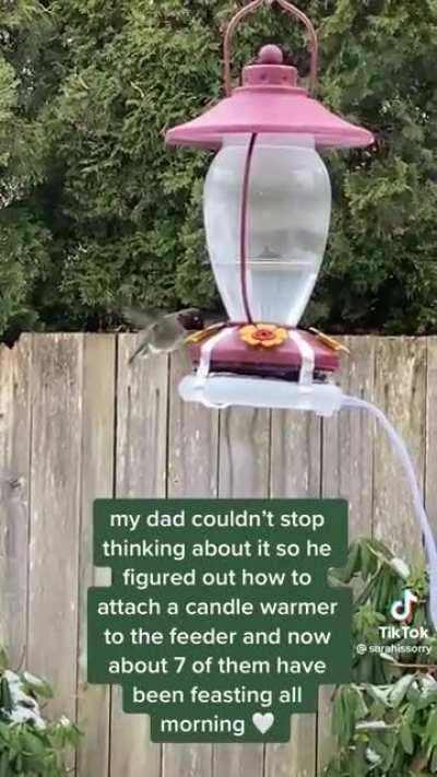 Man helps hummingbirds during Seattle winter storm