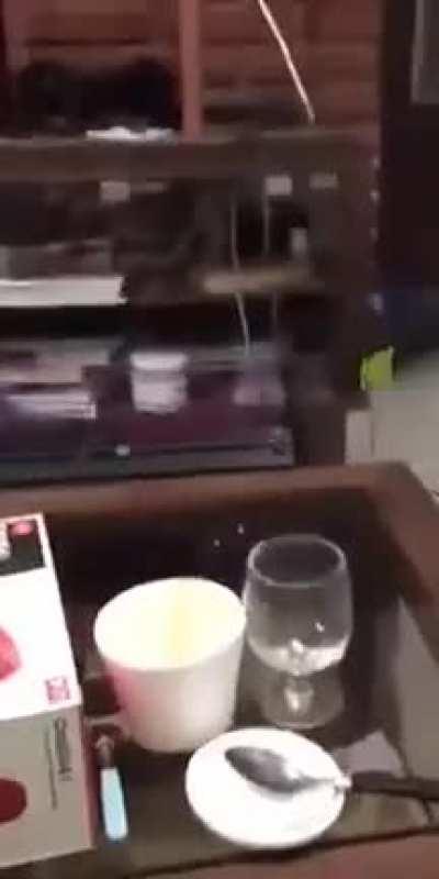 It was last day of a contented life at home 🫣🥴🙀👉