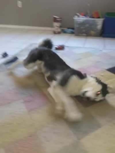 Husky throwing a temper tantrum