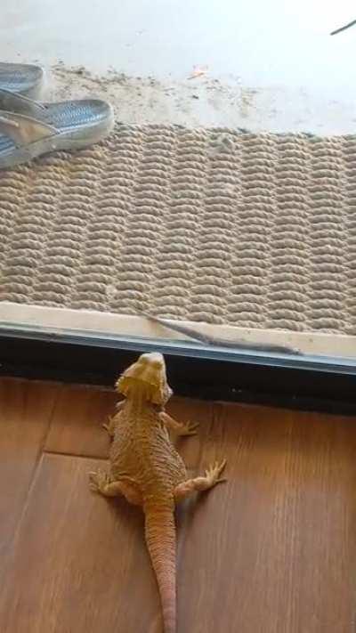 Guard dragon on patrol... evidently