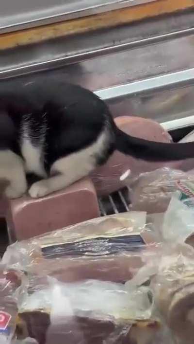 Mar del Plata: Filmaron a un gato comiendo jamón dentro de una heladera y clausuraron el local
