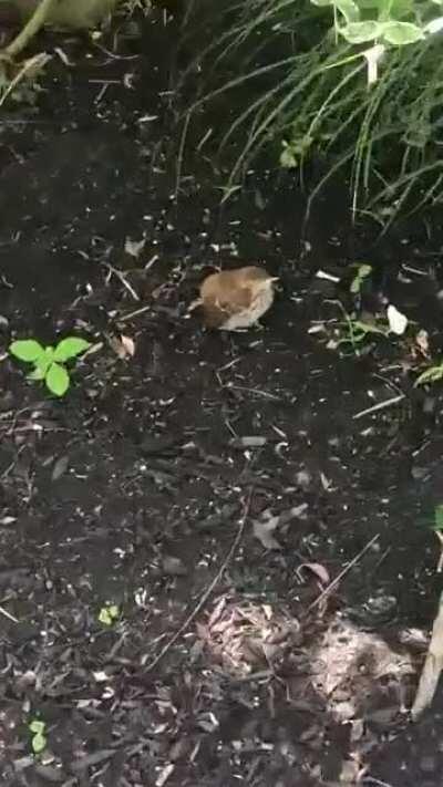 Birdy goes peep peep