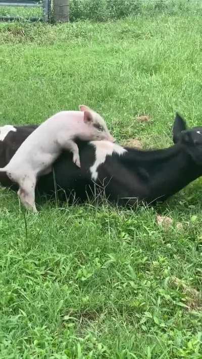 These two are best friends but Amos the pig had to spend a few days inside after being neutered. Here they are seeing each other again for the first time.