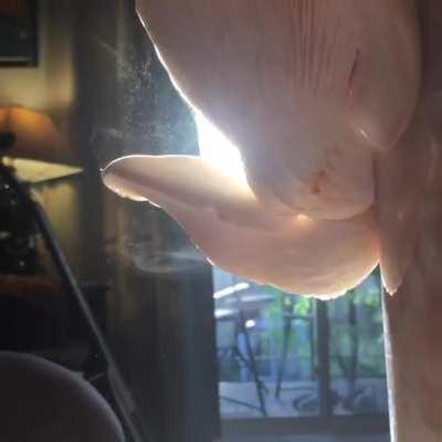 Video of my oyster mushrooms dropping spores this morning...was told you guy would like it.