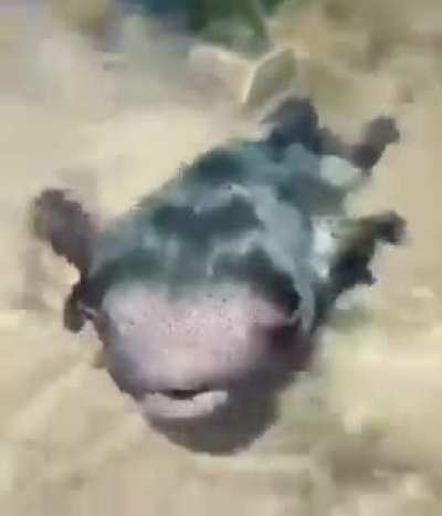 I love this fish, he needs so much love