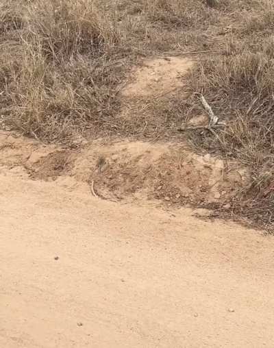 A pride of lions journey down to the river (Kruger National Park)