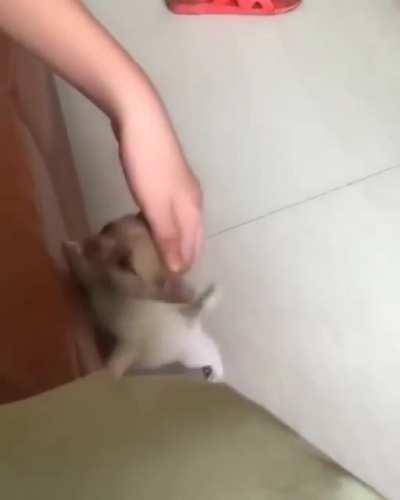 Dogs will instinctively use your hand as leverage to climb when you place it behind their heads