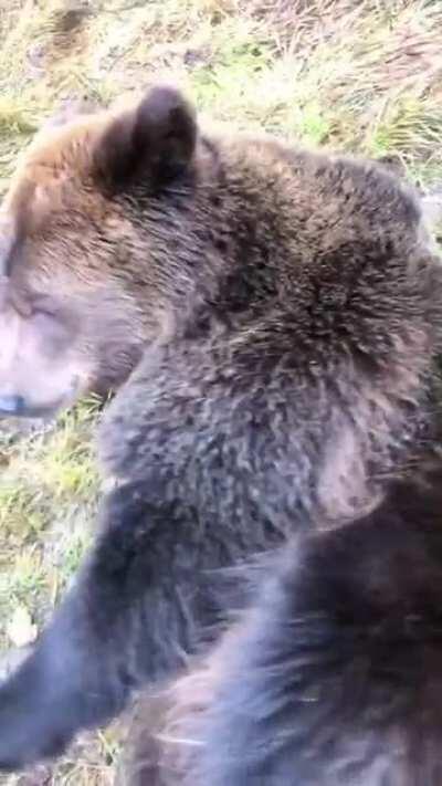 Spoiled grizzly bear ☺️