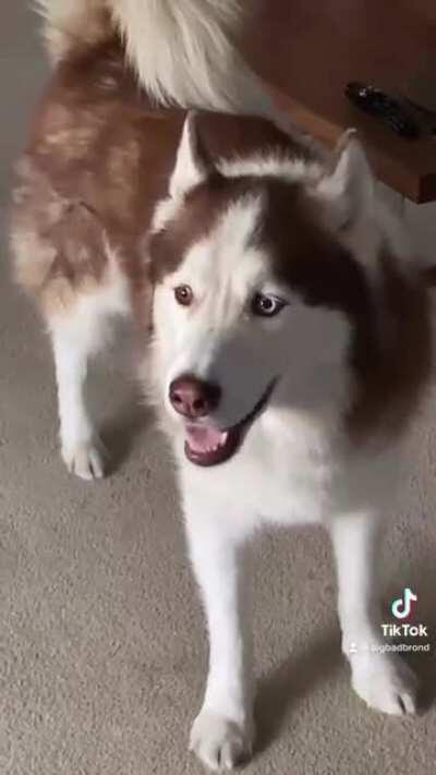 Meet Tuukka, the hi-hat husky.