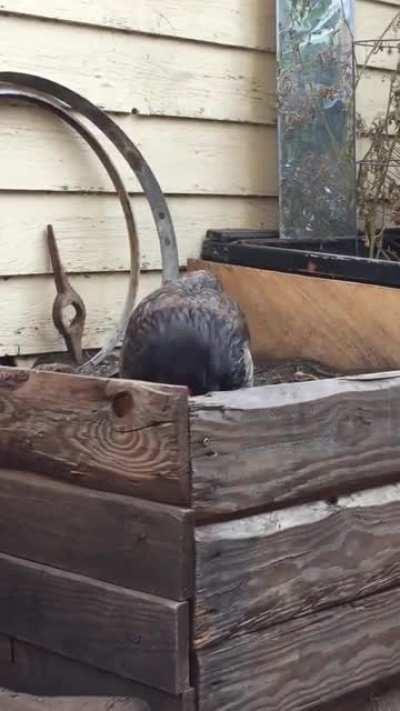 Is anyone else’s chicken this sensitive to certain noises? The rest of my girls couldn’t care less, but Bandit is always interested in whatever I’m doing.