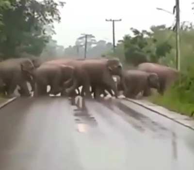 🔥 Matriarch says thanks after vehicles stop to let herd cross the road