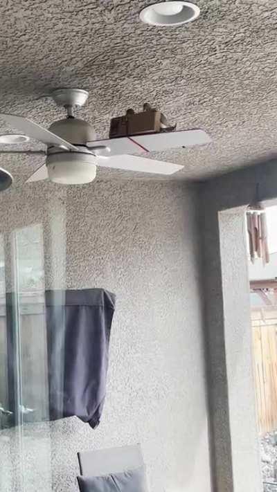 Update to my last post: Mr. & Mrs. Derp have accepted my offering of a fan blade nest box.