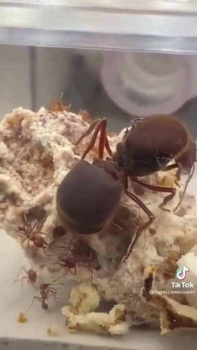Didn't know ant queens get this big