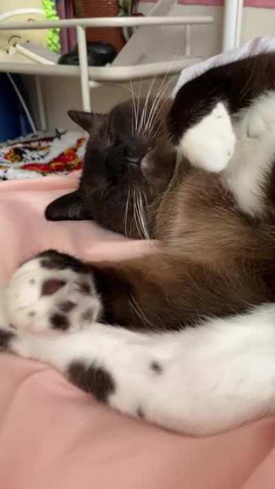 does snoring loud enough to wake me up count?