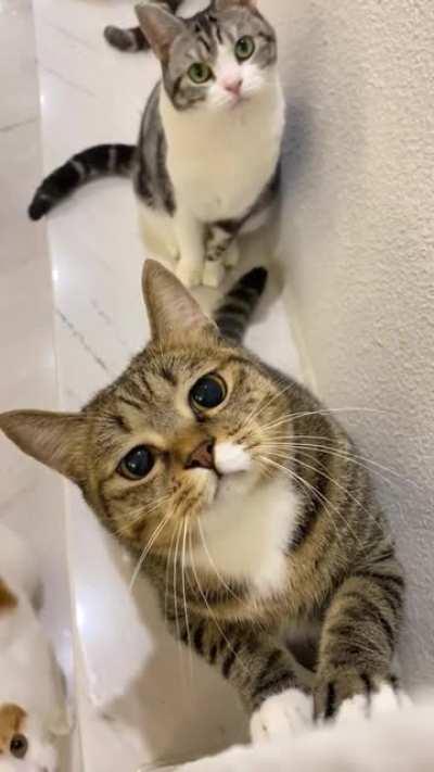 Познал секрет просить добавки