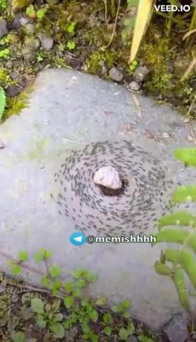 They are upto something again (OC)