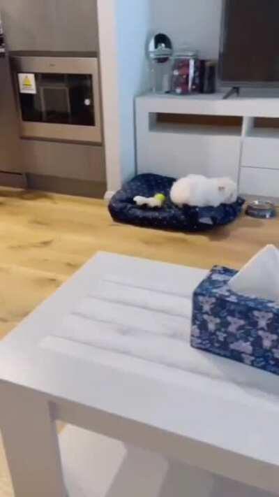 Heeelp! A carpet! Run for ur lifes! Oh... It's nothing...