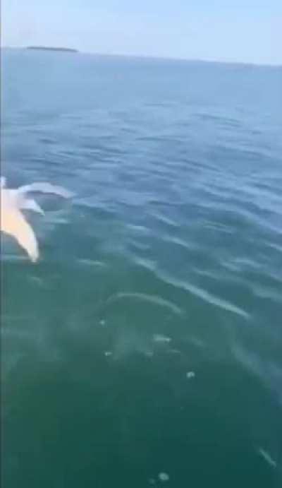 a bird enjoyer i see