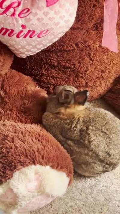 He’s grooming my stuffed animal…