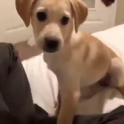 A dog? Loud? Stupid? sounds right at home in the yubreddit.