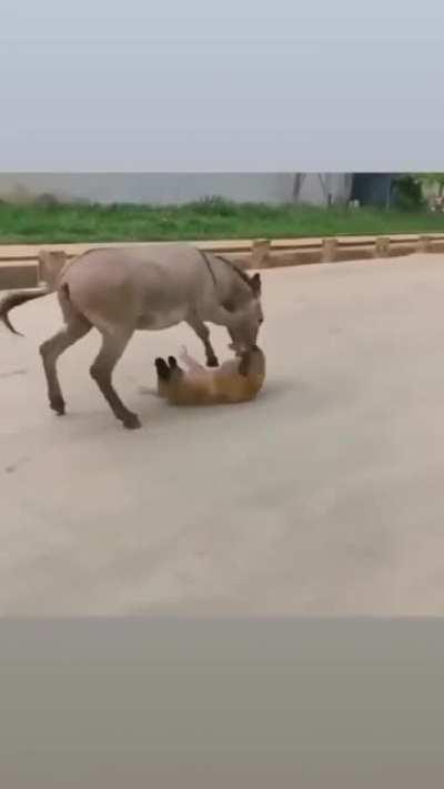 Dog Fu*ked with Donkey & Found Out
