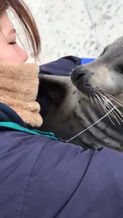 adorable seal needs hugs