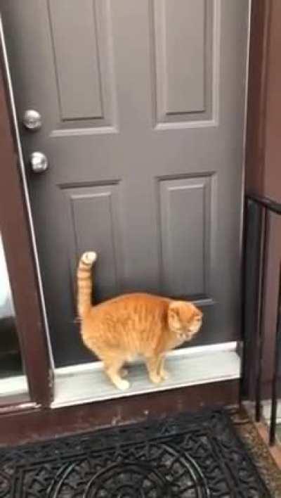 Ginger Cat Uses Back Legs to Knock on Front Door