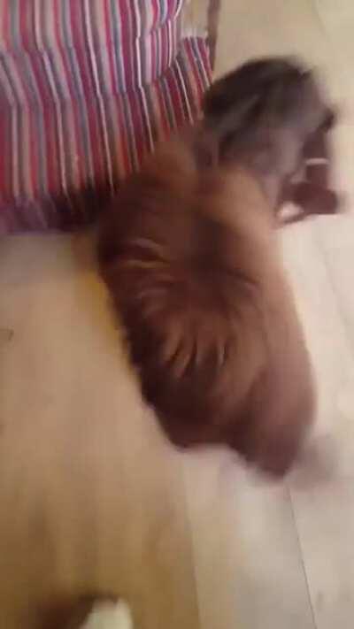 Pupper is so happy when her human comes home