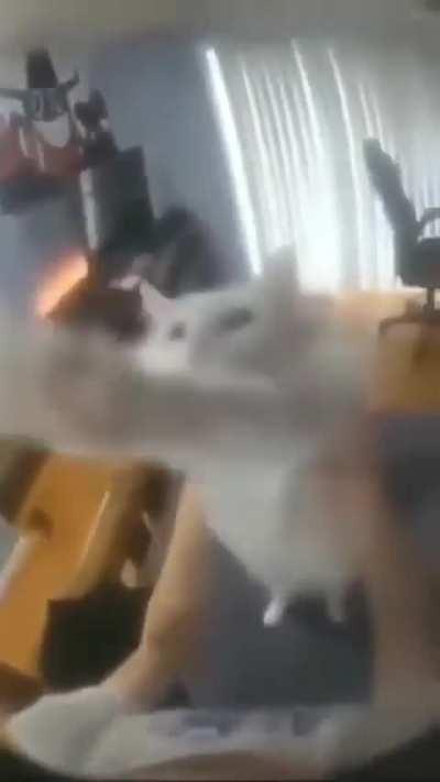 Ultra Tekky Cat Dance