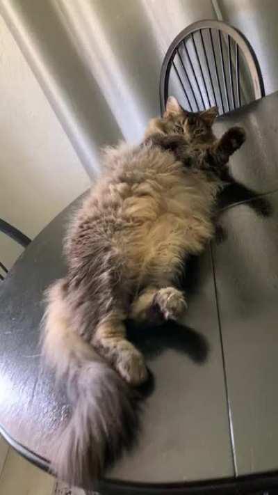 Since you guys loved Milo so much last time I posted him 😺