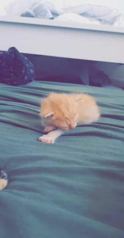 Just wanted to show ya'll my Conway, back when he was a tiny kitten and I was giving him formula 24/7. I love him so much ❤