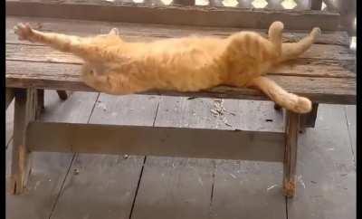 A classic Istanbul cat