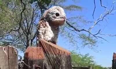 The great potoo (Nyctibius grandis)