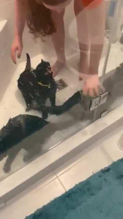 Bathing 3 kittens at once. Exactly what you expect.