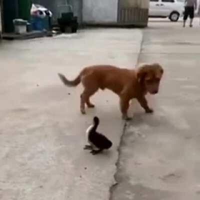 Duck saw a worm, duck ate a worm